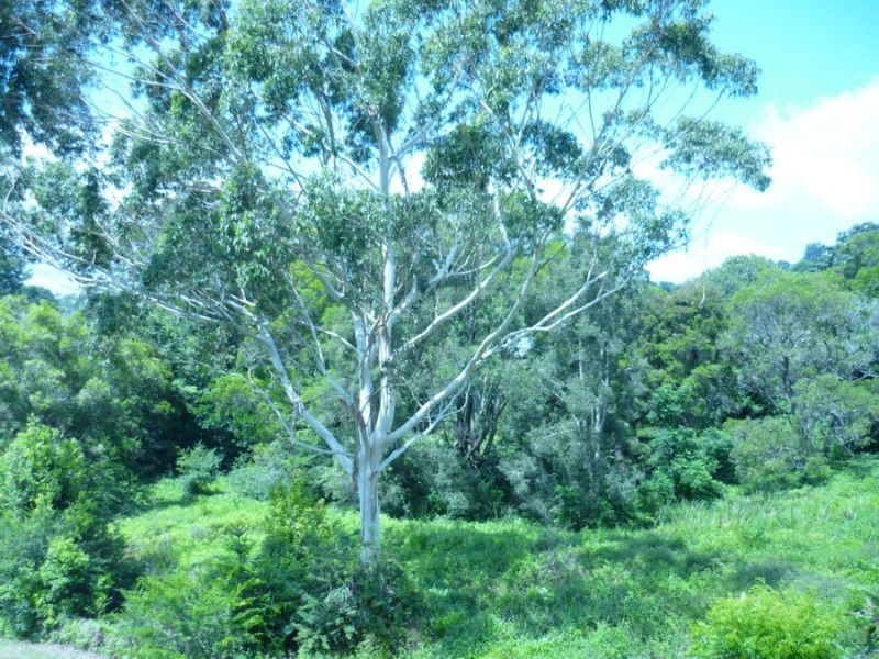 8 Ribbonwood, Maleny QLD 4552