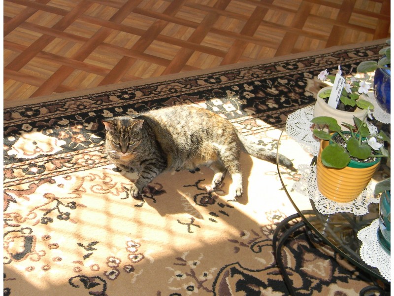 8 Wittaberg Road, Maleny QLD 4552