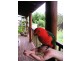 Maleny QLD 4552