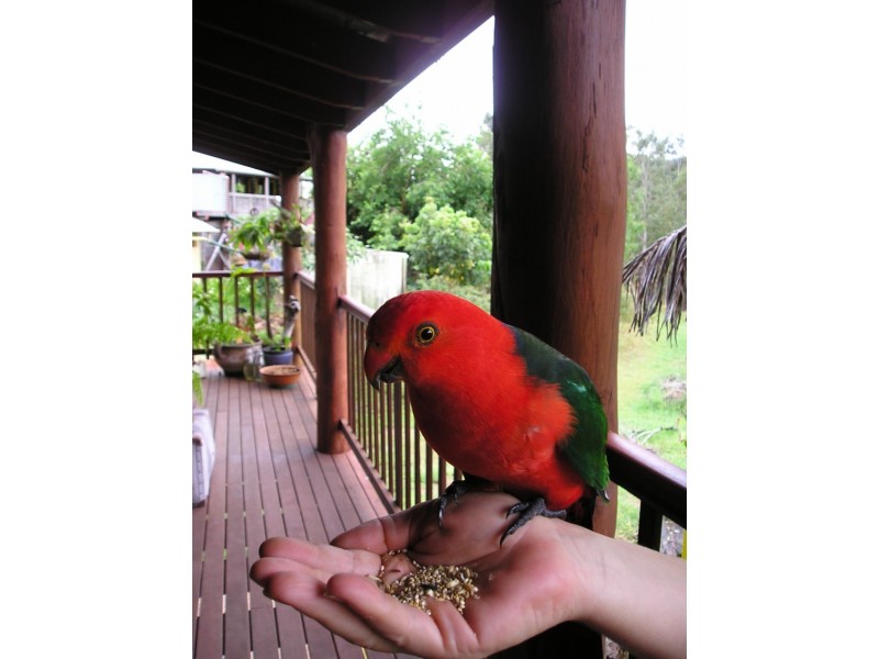 Maleny QLD 4552