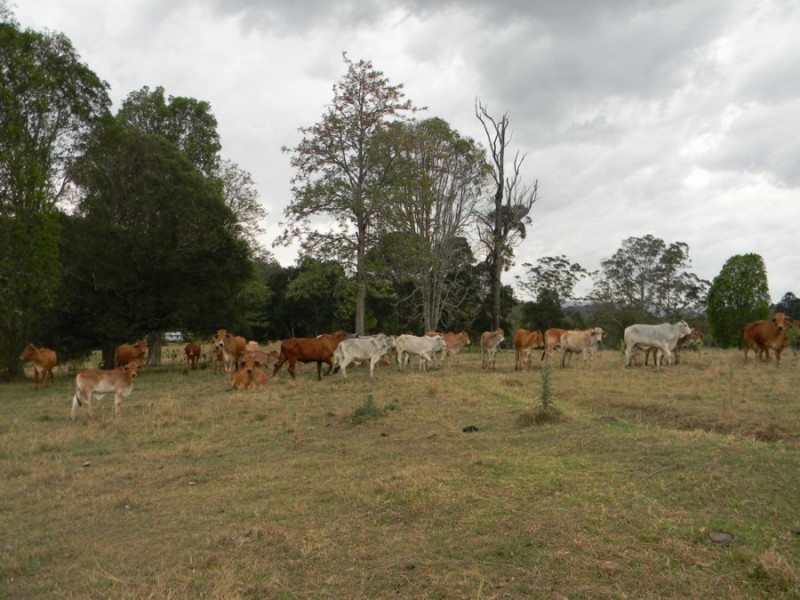243  Booloumba Creek Road, Kenilworth QLD 4574