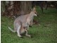 Imbil QLD 4570