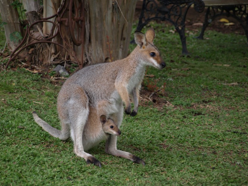 Imbil QLD 4570