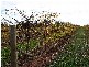 Griffith NSW 2680