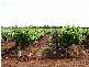 Griffith NSW 2680