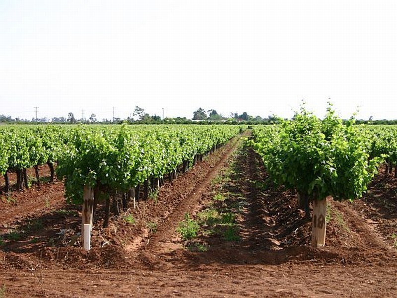 Griffith NSW 2680