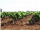 Griffith NSW 2680