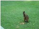 Kendall NSW 2439