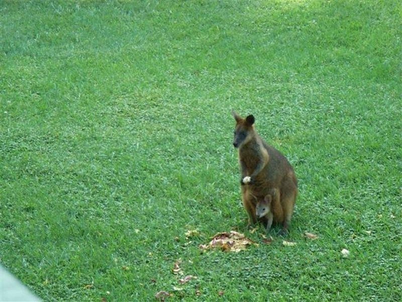 Kendall NSW 2439
