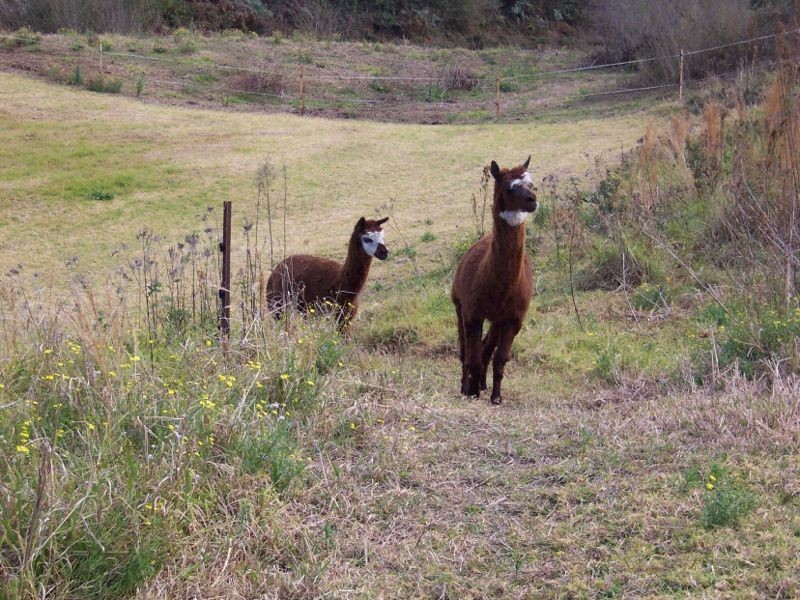 Logans Crossing NSW 2439