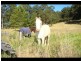 159 Stewars River Road, Johns River NSW 2443