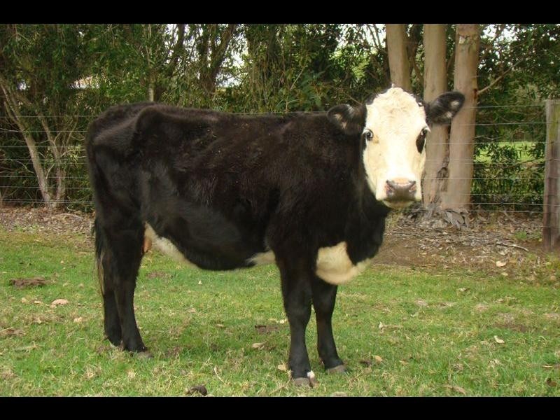 221 Wharf Road, Johns River NSW 2443