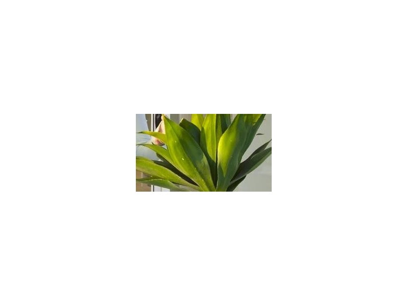 Caloundra QLD 4551