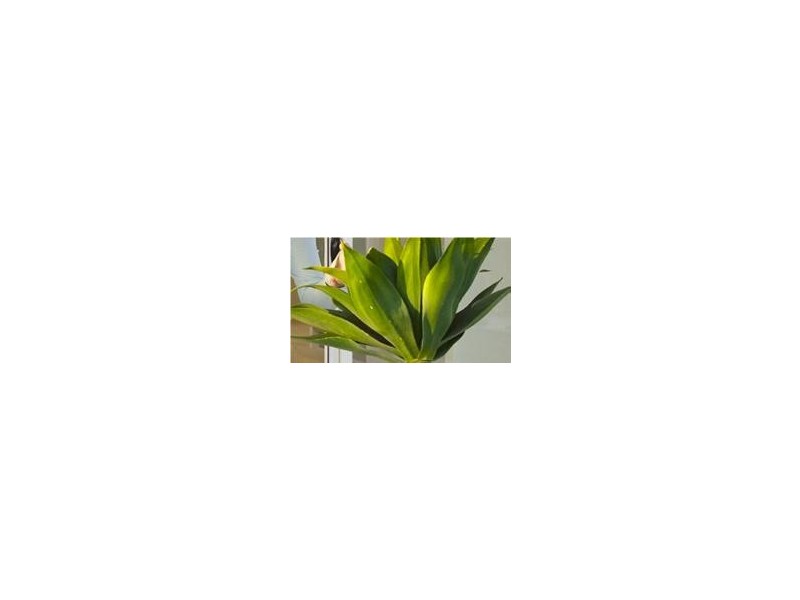 Pelican Waters QLD 4551