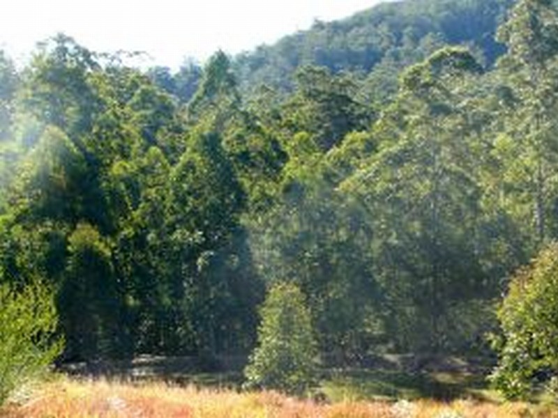 Lot 4 635 Dees Road, Belbora NSW 2422