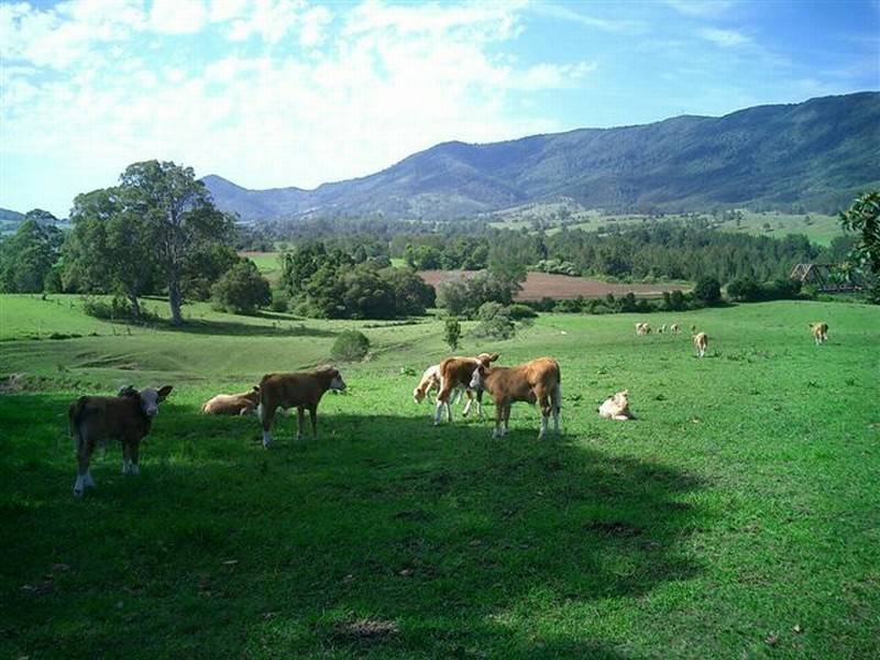 1577 Nowendoc Road, Mount George NSW 2424