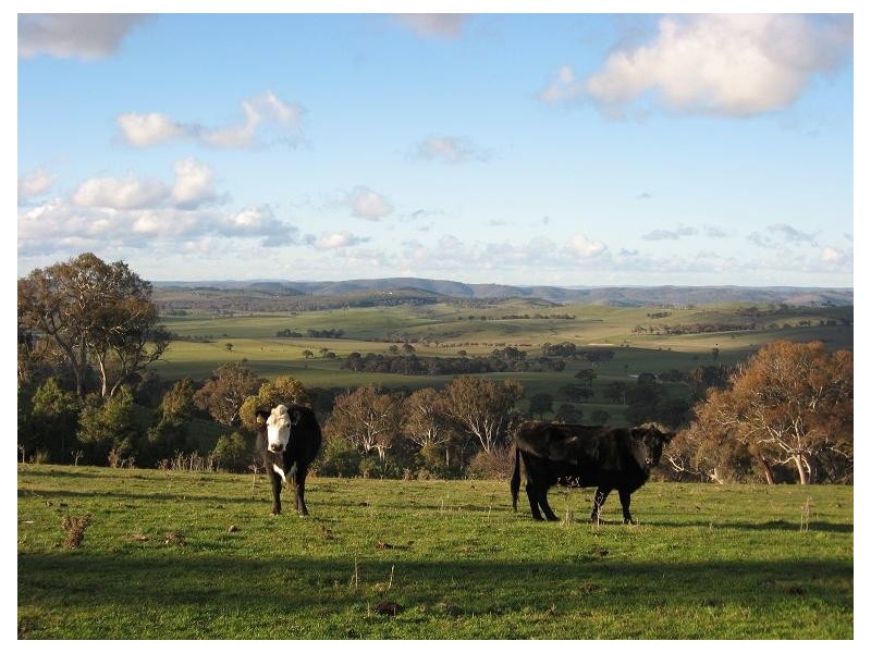 Lucknow NSW 2800