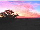 Lucknow NSW 2800