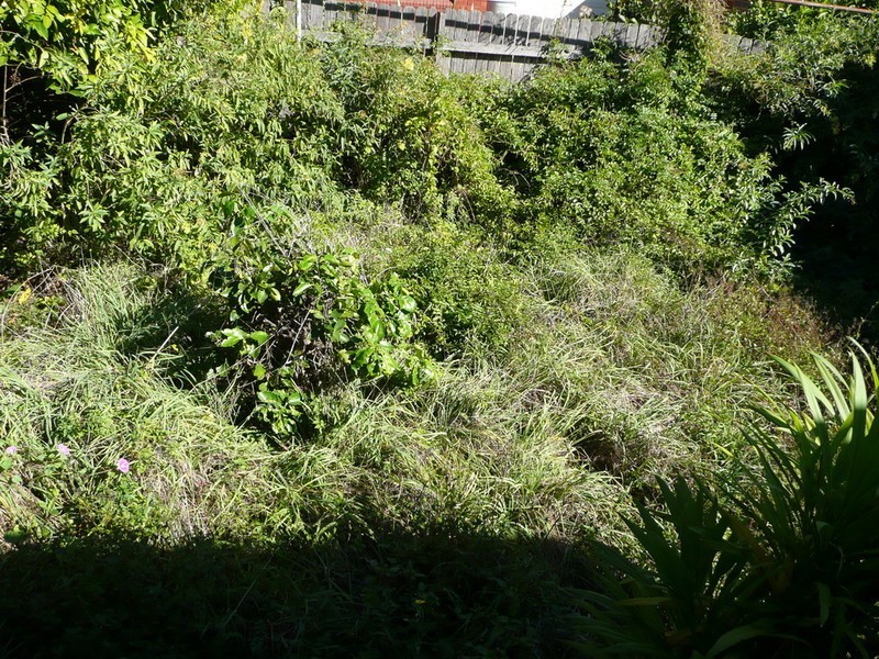 5 ANGELO STREET, Burwood NSW 2134