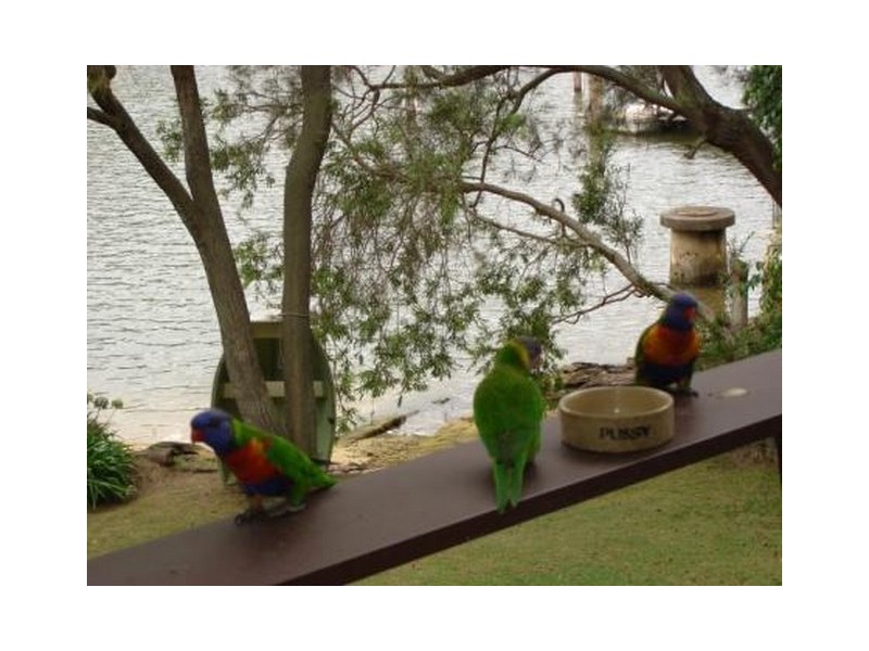 352 Burns Bay Road, Linley Point NSW 2066