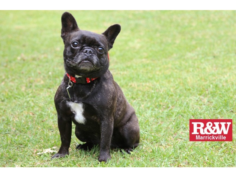 6/12 Elizabeth Street, Ashfield NSW 2131