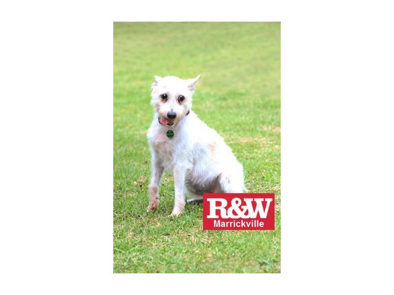 79 Victoria Road, Marrickville NSW 2204