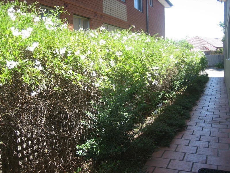 2/51A Woodcourt Street, Marrickville NSW 2204