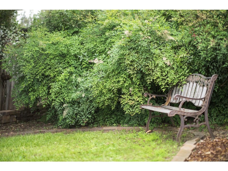 31 Searl Street, Petersham NSW 2049