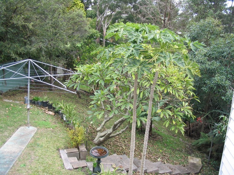 97 Barnhill  Road, Terrigal NSW 2260