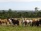 Abbotsford QLD 4670