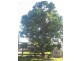 Bundaberg QLD 4670