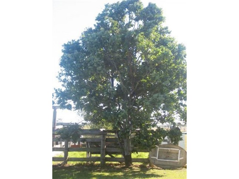 Bundaberg QLD 4670