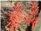 Bundaberg QLD 4670