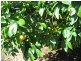 North Gregory QLD 4660