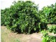 North Gregory QLD 4660