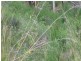 South Bingera QLD 4670