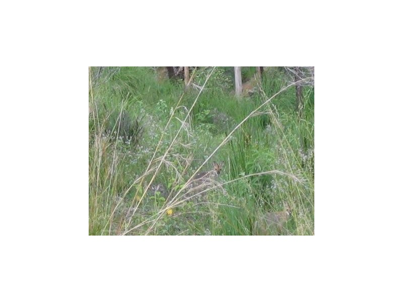 South Bingera QLD 4670