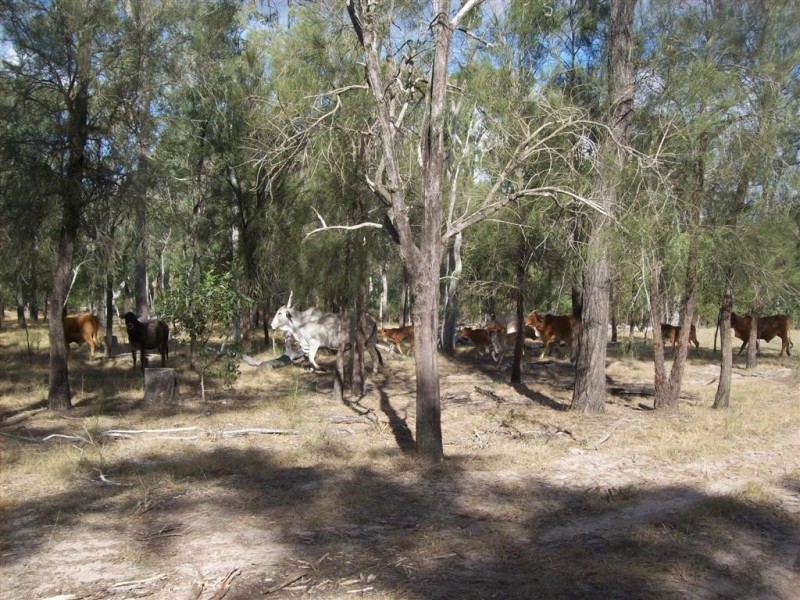 49 Corfield Drive, Booyal QLD 4671