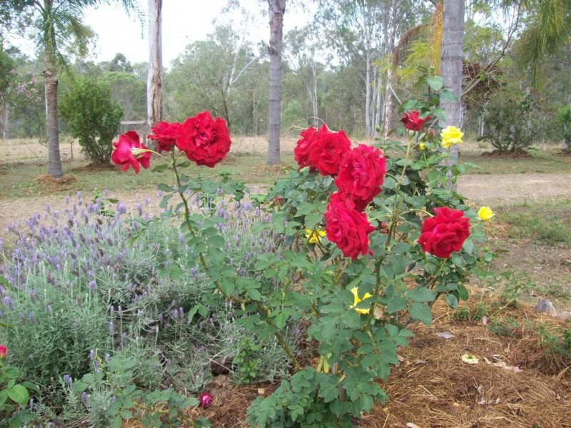 47 Sues Road, Horse Camp QLD 4671