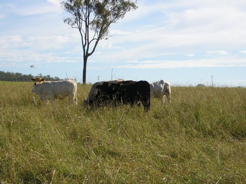 Gin Gin QLD 4671