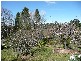 Wentworth Falls NSW 2782