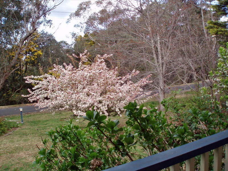 Wentworth Falls NSW 2782