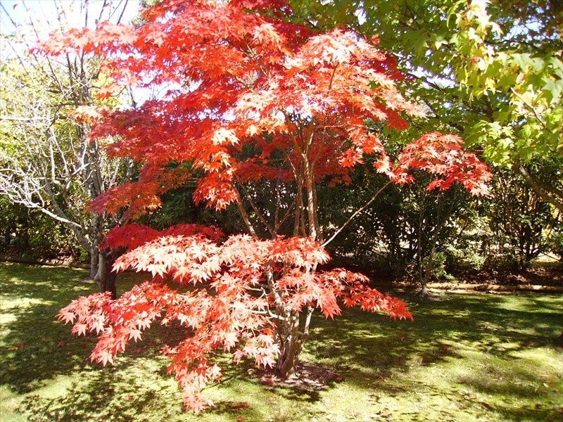 Wentworth Falls NSW 2782