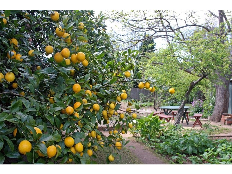 Wentworth Falls NSW 2782