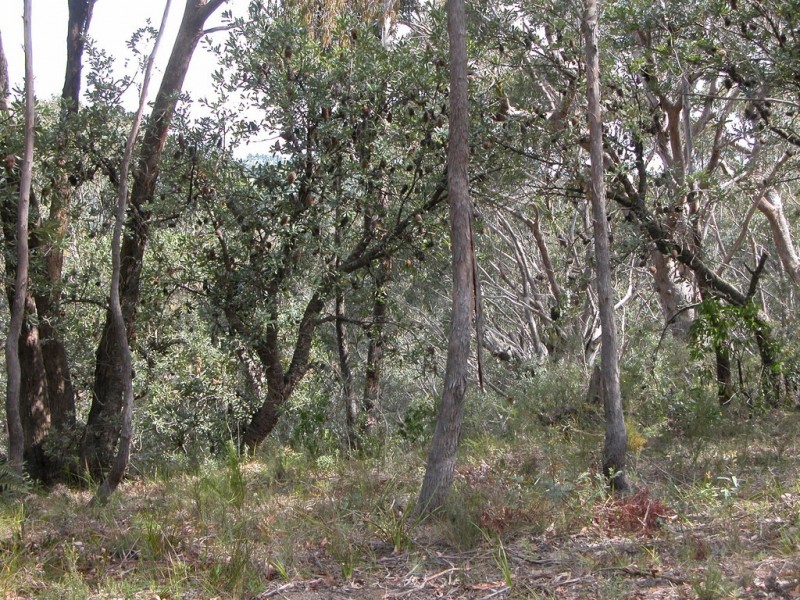 Wentworth Falls NSW 2782