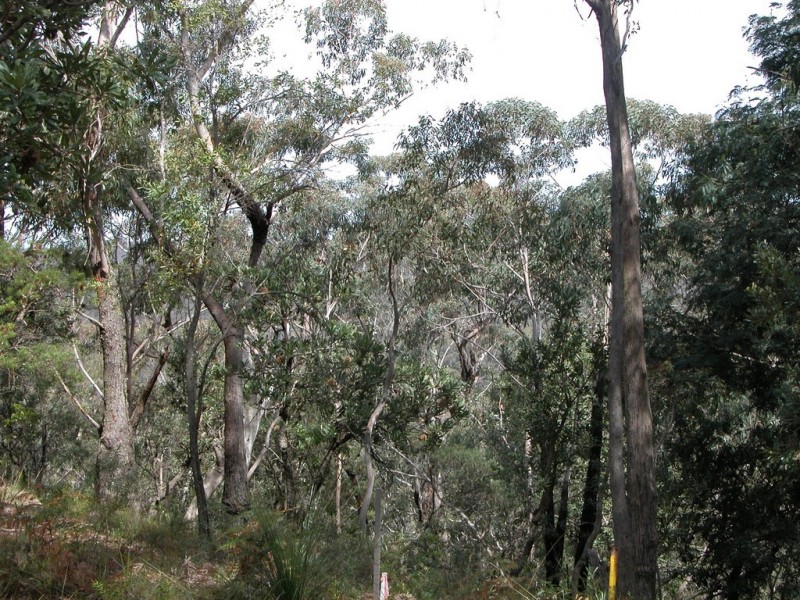 Wentworth Falls NSW 2782