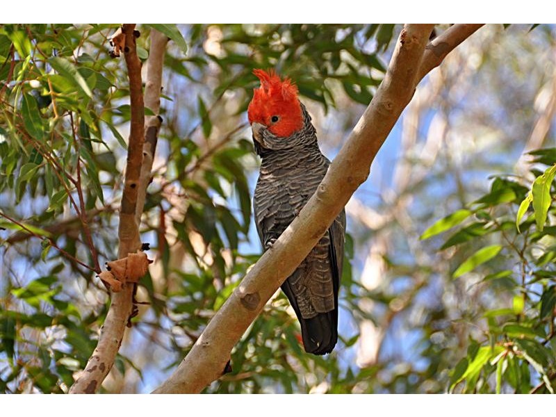 Wentworth Falls NSW 2782