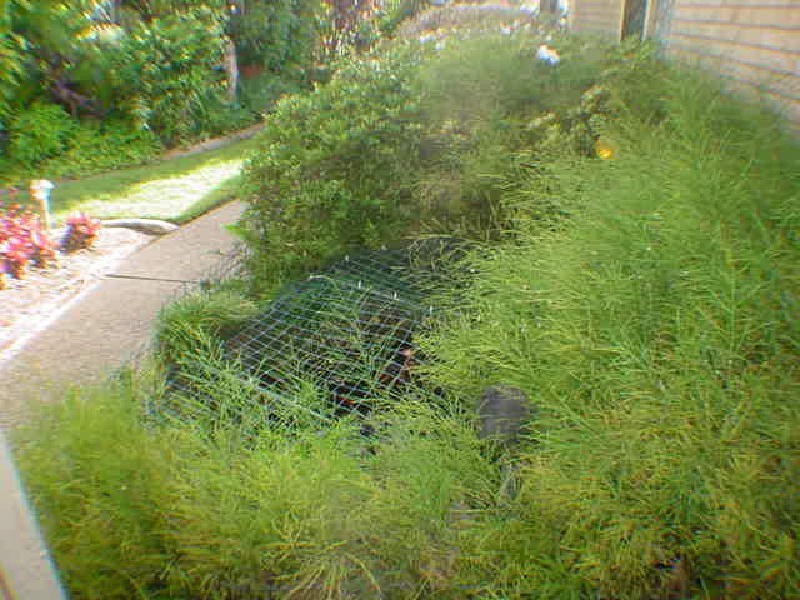 16 Hoya Crescent, Bongaree QLD 4507