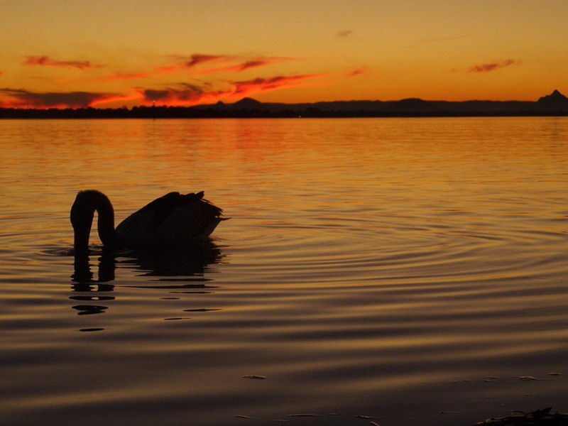 Lot 47 Dunebean Court, Banksia Beach QLD 4507