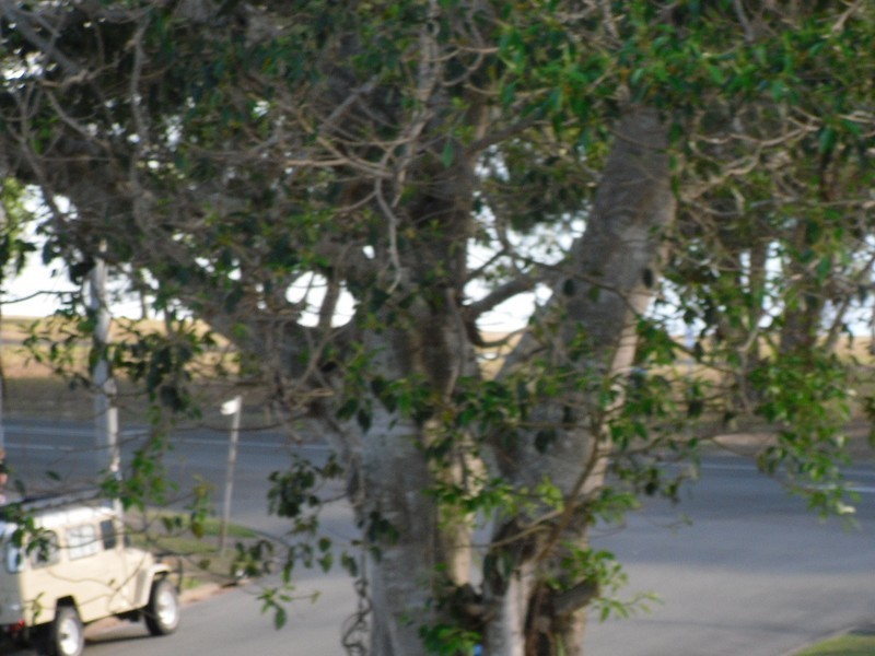 7/5 Wattle Avenue, Bongaree QLD 4507